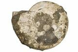 Silver Iridescent Ammonite (Cleoniceras) Fossil - Madagascar #240198-1